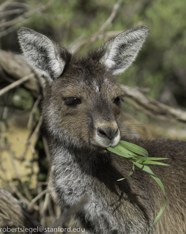 kangaroo eating